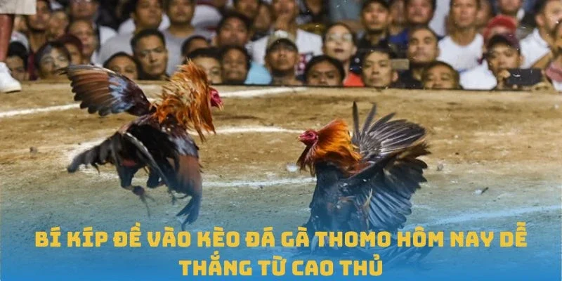 Bí kíp đề vào kèo đá gà Thomo hôm nay dễ thắng từ cao thủ