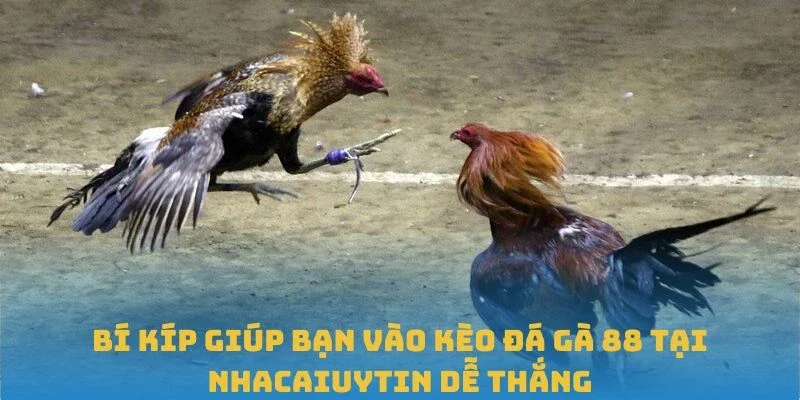 Bí kíp giúp bạn vào kèo đá gà 88 tại Nhacaiuytin dễ thắng