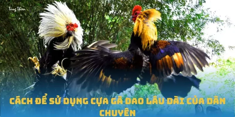 Cách để sử dụng cựa gà dao lâu dài của dân chuyên