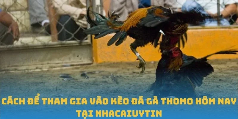 Cách để tham gia vào kèo đá gà Thomo hôm nay tại Nhacaiuytin
