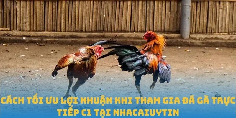 Cách tối ưu lợi nhuận khi tham gia Đá gà trực tiếp C1 tại Nhacaiuytin