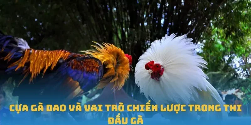 Cựa Gà Dao Và Vai Trò Chiến Lược Trong Thi Đấu Gà