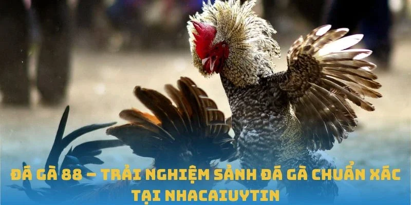 Đá Gà 88 – Trải Nghiệm Sảnh Đá Gà Chuẩn Xác Tại Nhacaiuytin