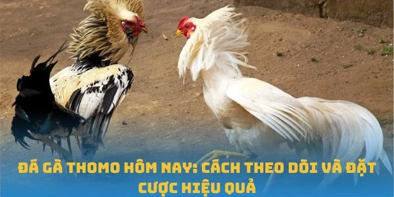 Đá Gà Thomo Hôm Nay: Cách Theo Dõi Và Đặt Cược Hiệu Quả