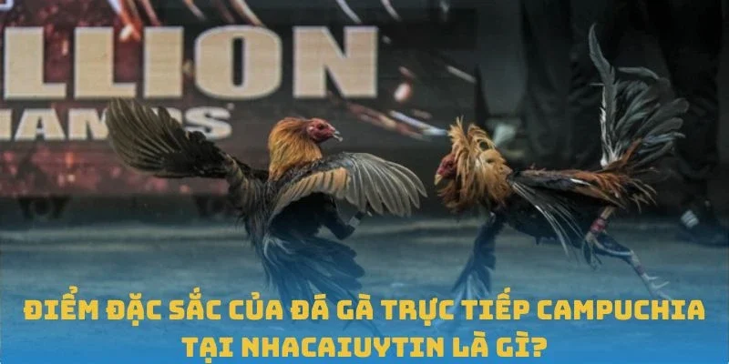 Điểm đặc sắc của đá gà trực tiếp Campuchia tại Nhacaiuytin là gì?