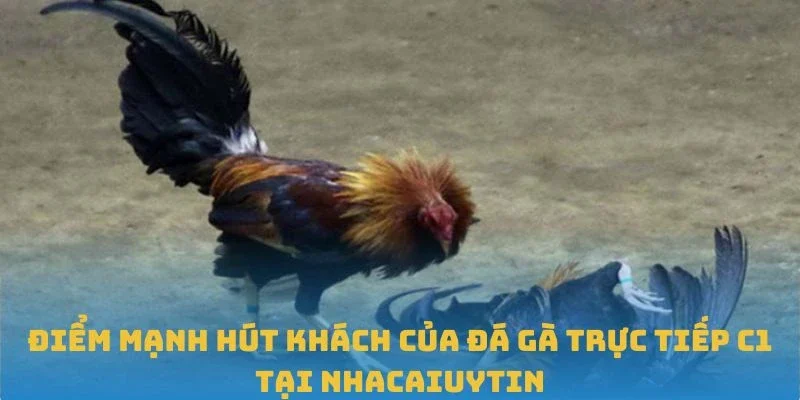 Điểm mạnh hút khách của đá gà trực tiếp C1 tại Nhacaiuytin