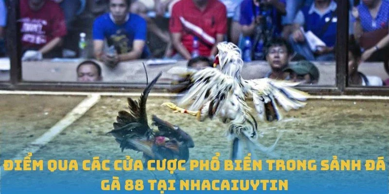 Điểm qua các cửa cược phổ biến trong sảnh đá gà 88 tại Nhacaiuytin