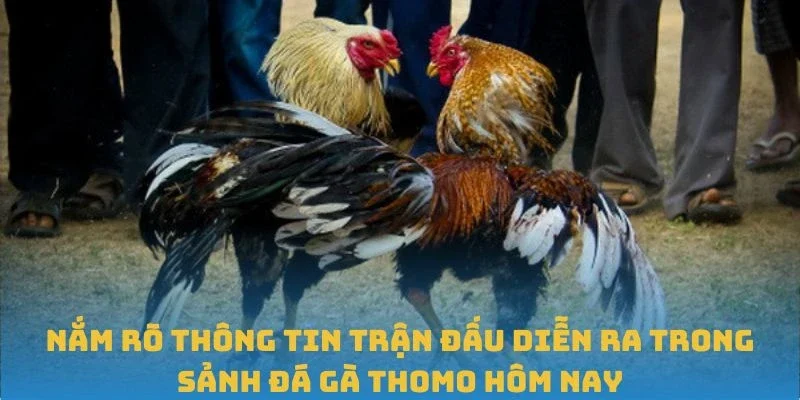 Nắm rõ thông tin trận đấu diễn ra trong sảnh đá gà Thomo hôm nay