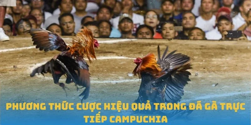 Phương thức cược hiệu quả trong đá gà trực tiếp Campuchia