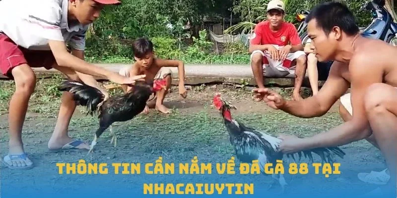 Thông tin cần nắm về đá gà 88 tại Nhacaiuytin
