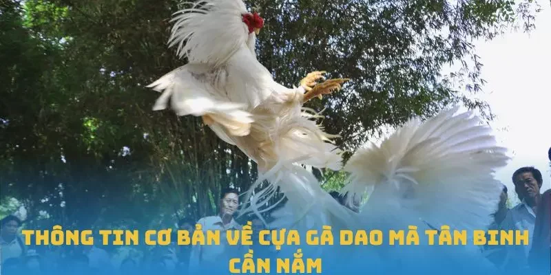 Thông tin cơ bản về cựa gà dao mà tân binh cần nắm