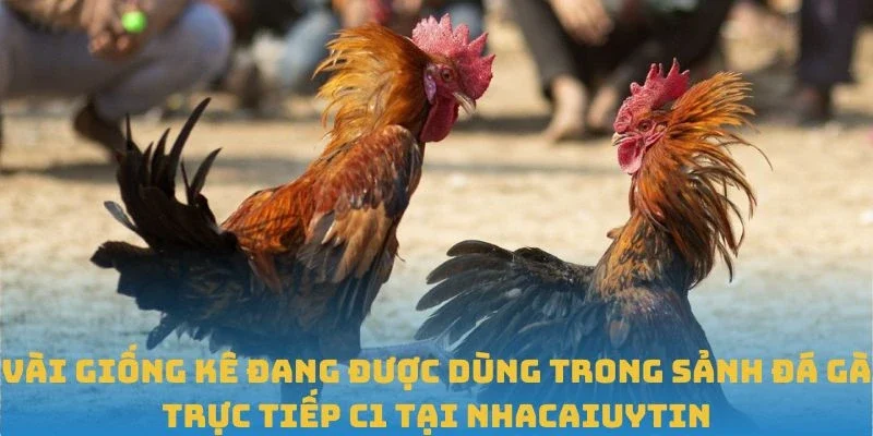 Vài giống kê đang được dùng trong sảnh đá gà trực tiếp C1 tại Nhacaiuytin