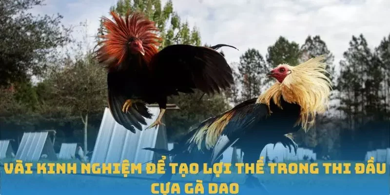 Vài kinh nghiệm để tạo lợi thế trong thi đầu cựa gà dao